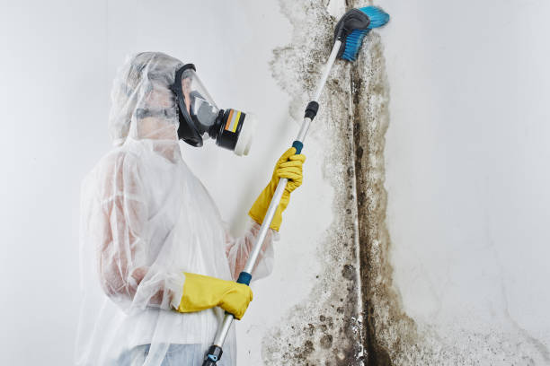 Best Toxic Mold Removal  in Tonopah, NV