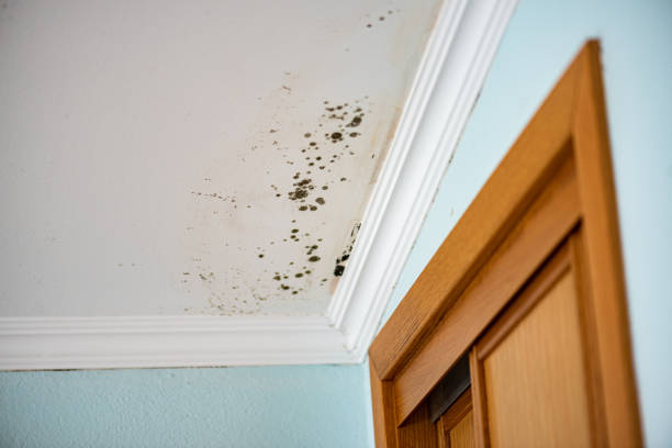 Best Emergency Mold Removal  in Tonopah, NV