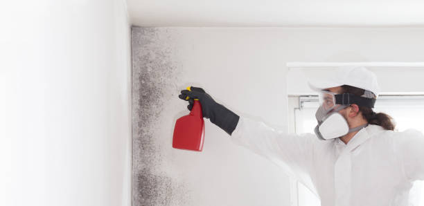 Best Mold Removal Process  in Tonopah, NV
