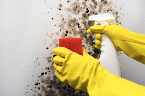 Best Black Mold Removal  in Tonopah, NV