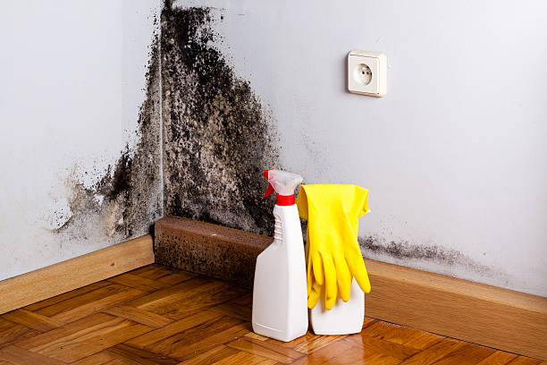 Best Commercial Mold Removal  in Tonopah, NV